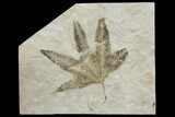 Fossil Maple (Acer) Leaf - Green River Formation, Utah #130445-1